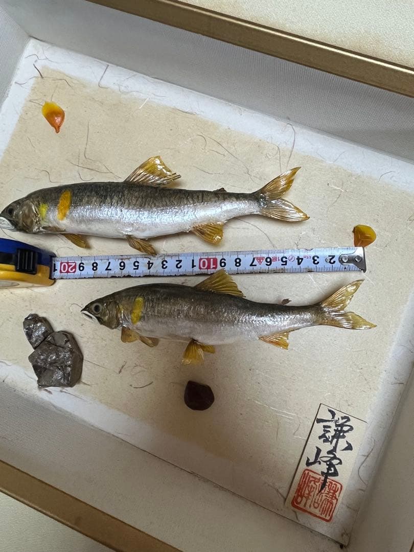 アユ　鮎の剥製　壁掛け