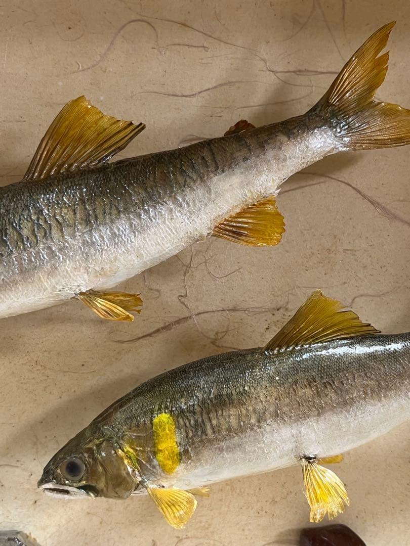 アユ　鮎の剥製　壁掛け