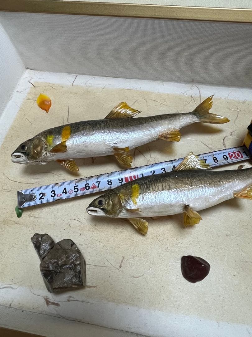 アユ　鮎の剥製　壁掛け