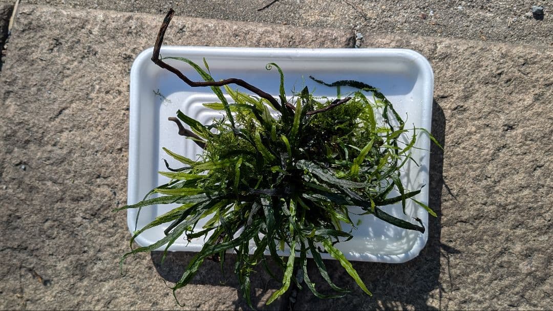 ミクロソリウム本ナロー大株、ウィーピングモス自然活着のとても特徴がある枝流木