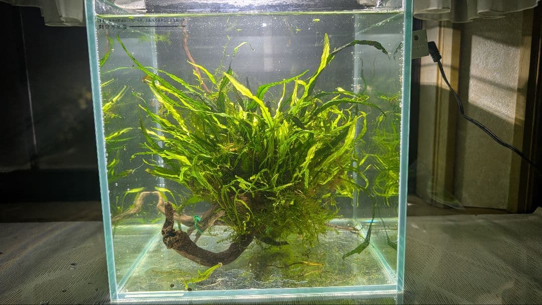 ミクロソリウム本ナロー大株、ウィーピングモス自然活着のとても特徴がある枝流木