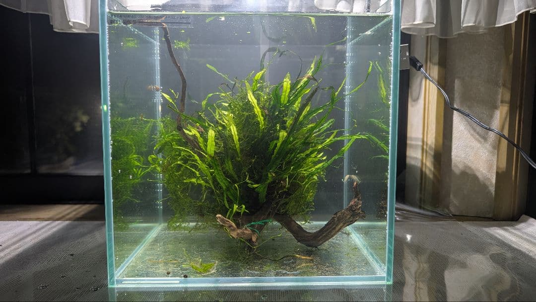 ミクロソリウム本ナロー大株、ウィーピングモス自然活着のとても特徴がある枝流木