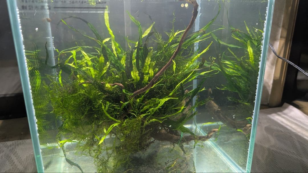 ミクロソリウム本ナロー大株、ウィーピングモス自然活着のとても特徴がある枝流木