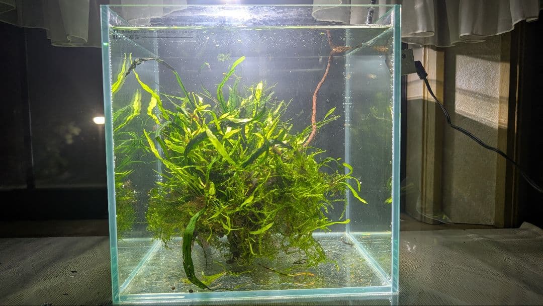 ミクロソリウム本ナロー大株、ウィーピングモス自然活着のとても特徴がある枝流木