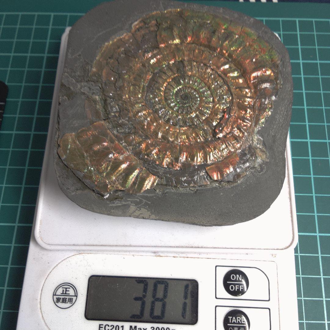 小物１ Caloceras Johnstoni 化石 ジュラ紀