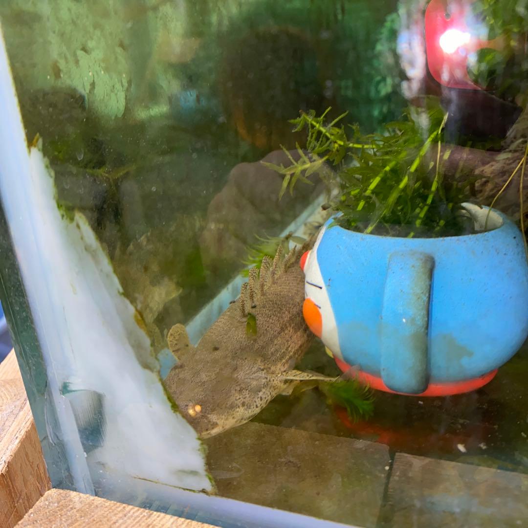 水槽１２０&水槽台　発送しません。手渡しのみ