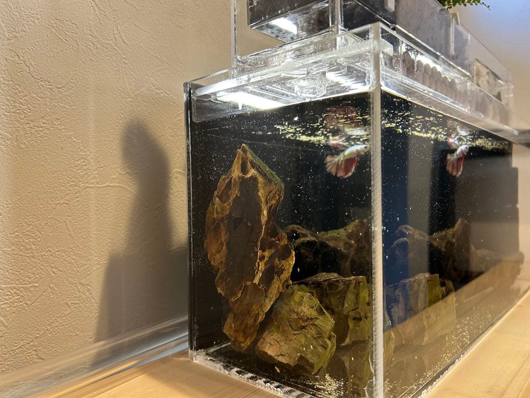 アクリル水槽 上部濾過アクアポニックス