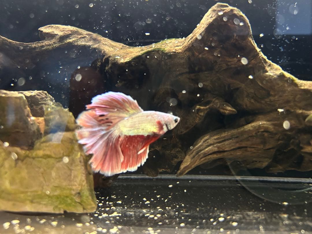 アクリル水槽 上部濾過アクアポニックス