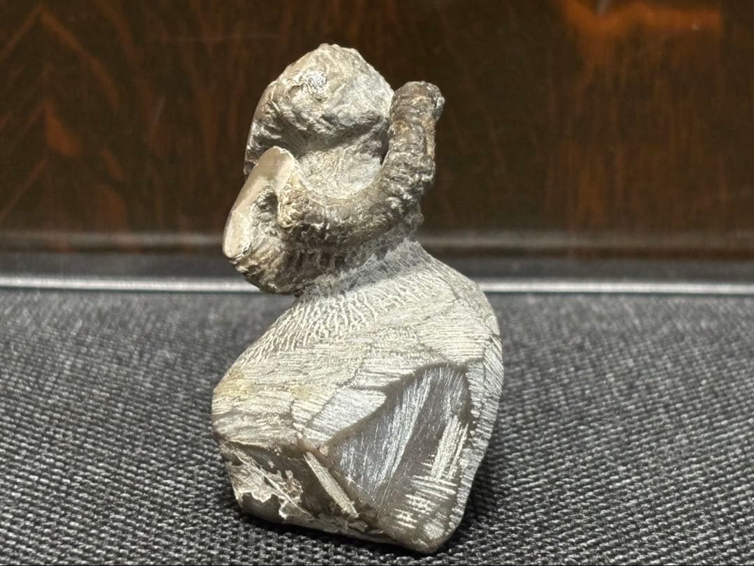 ニッポニテス　ミラビリス　芦別上流産　化石　アンモナイト　超希少　良品