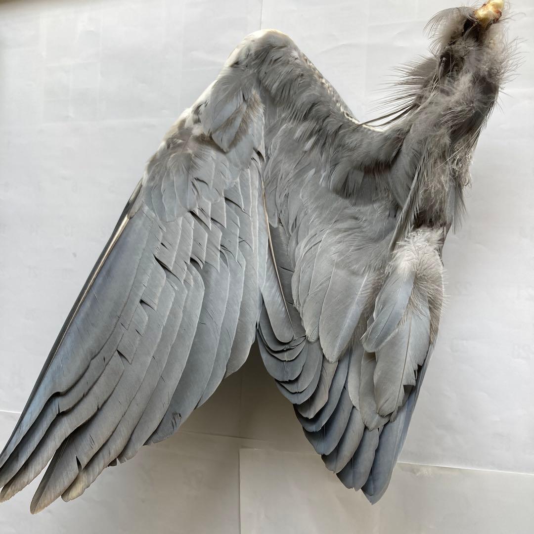 アオサギの翼標本と尾標本　鳥の羽根