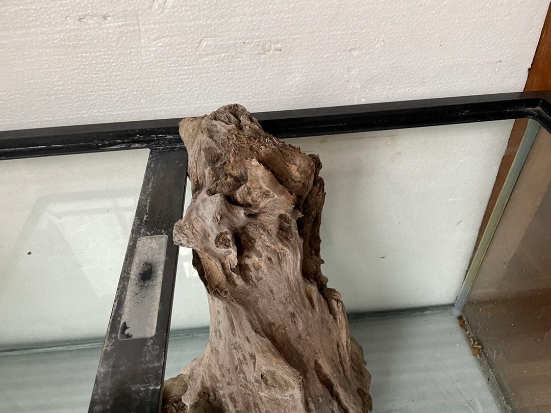 大型　☆アクアリウム　生花　テラリウム 爬虫類　天然流木 ホーンウッド　⭐︎