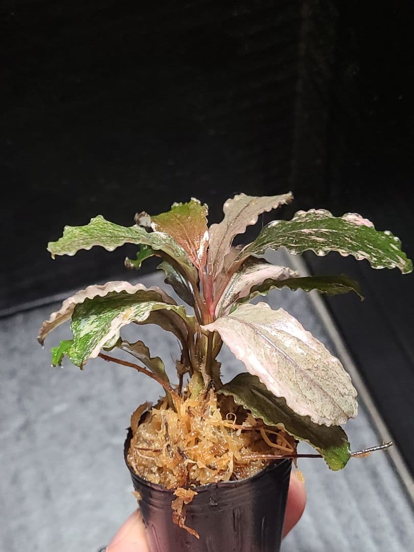 ブセファランドラ sp. ピンクバリエガータ