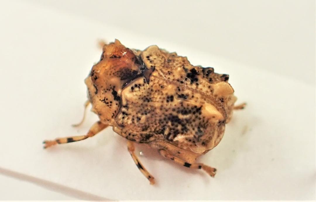 南米コブハムシの仲間 ２