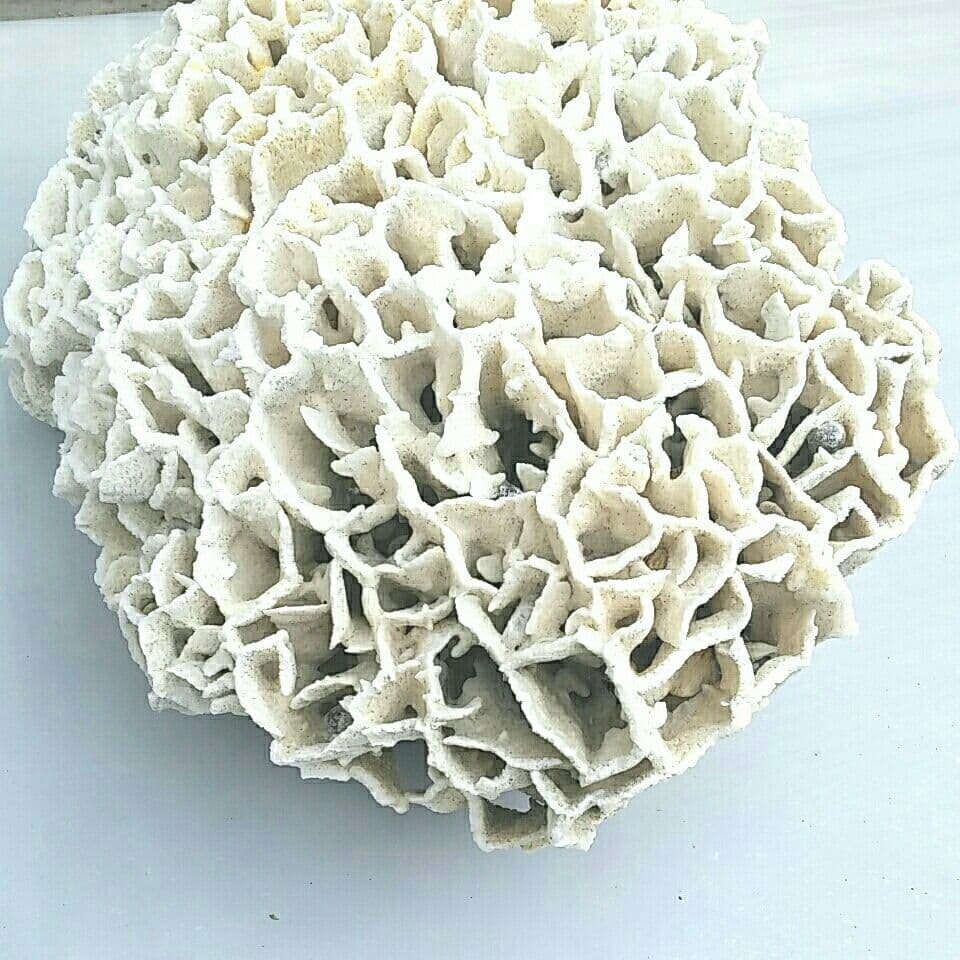 特大 飾り 珊瑚 サンゴ礁 置物 白 海水魚 水槽 レイアウト