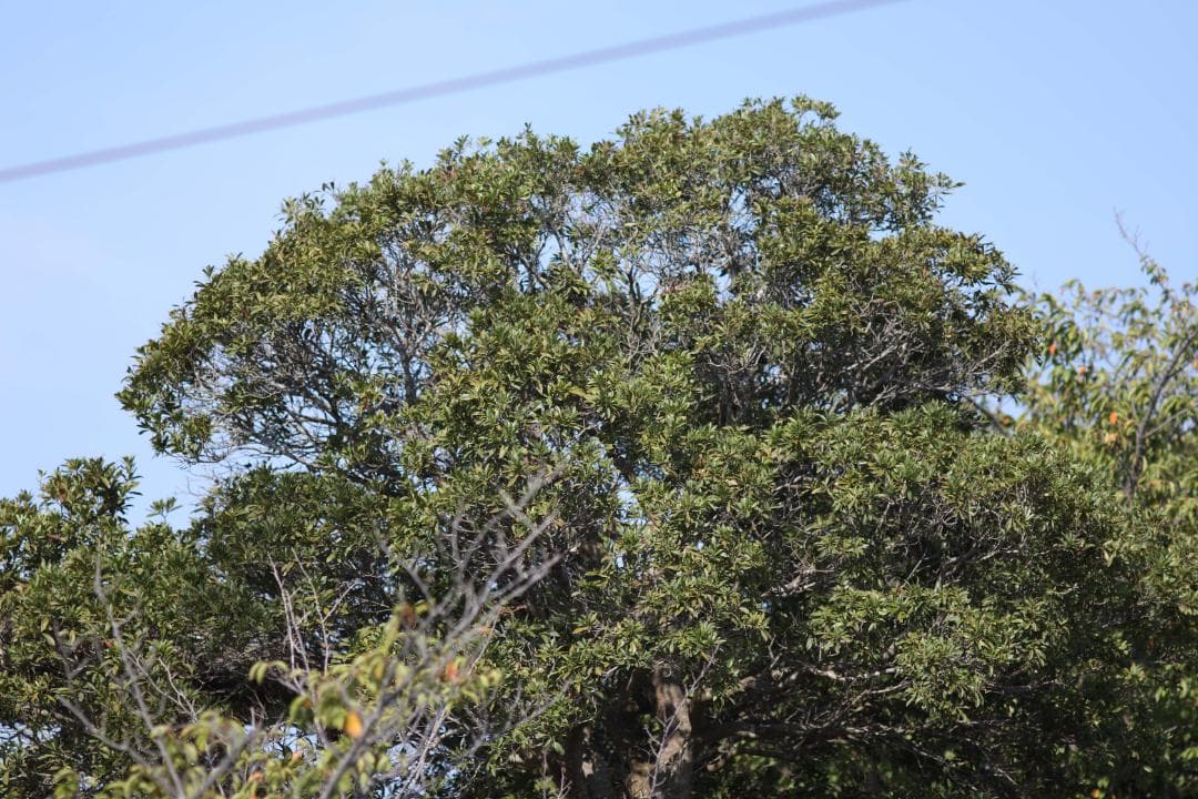 レンズ(単焦点) smc Pentax 67 200mm F4 #7597