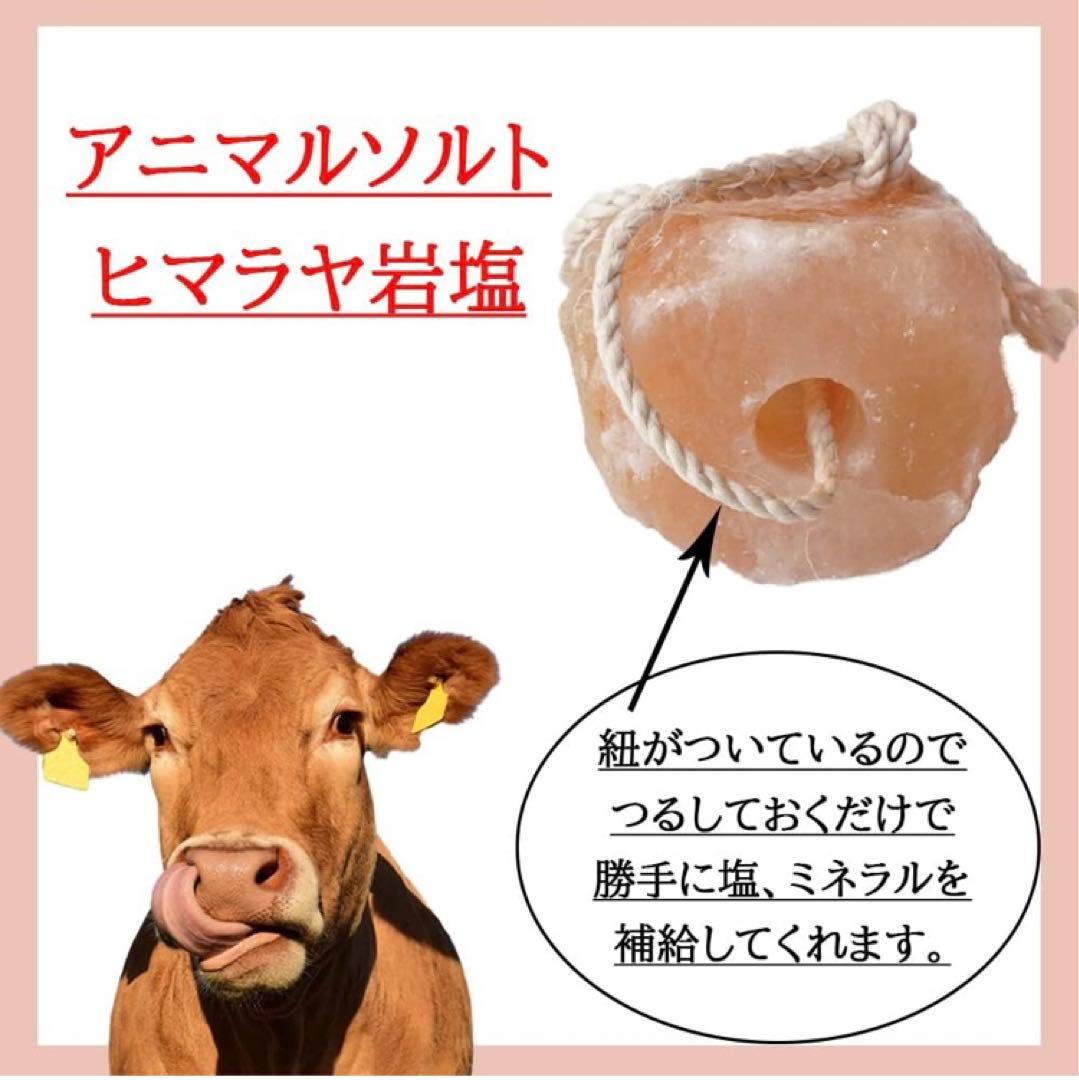 岩塩ブロック ドーナツ型 (6ブロック) 1ブロック=4.5kg~5kg