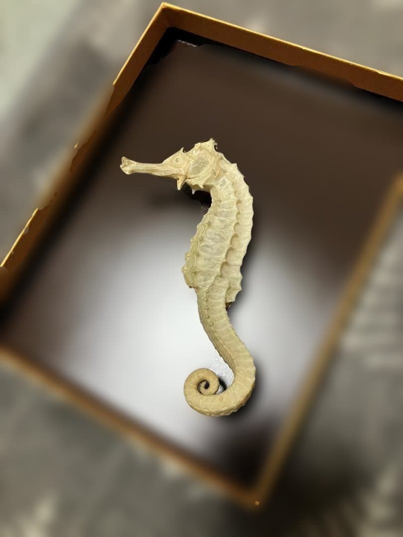 タツノオトシゴ　乾燥標本・特上 【開運 縁起物・希少】 大サイズ