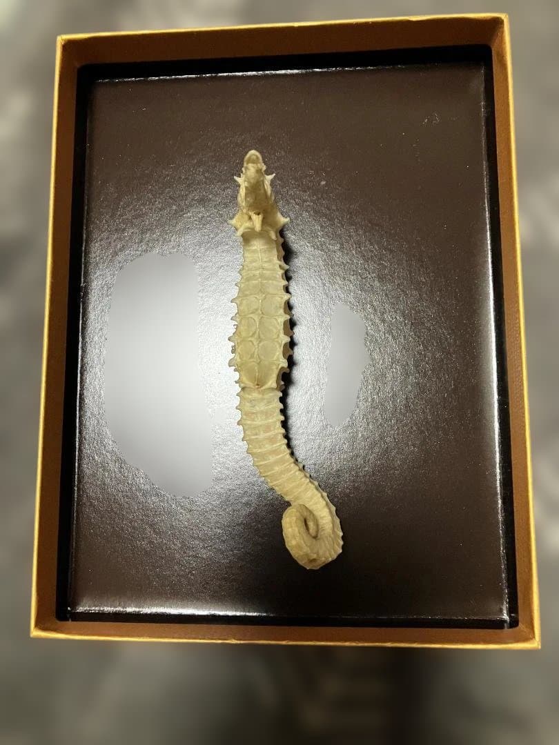 タツノオトシゴ　乾燥標本・特上 【開運 縁起物・希少】 大サイズ