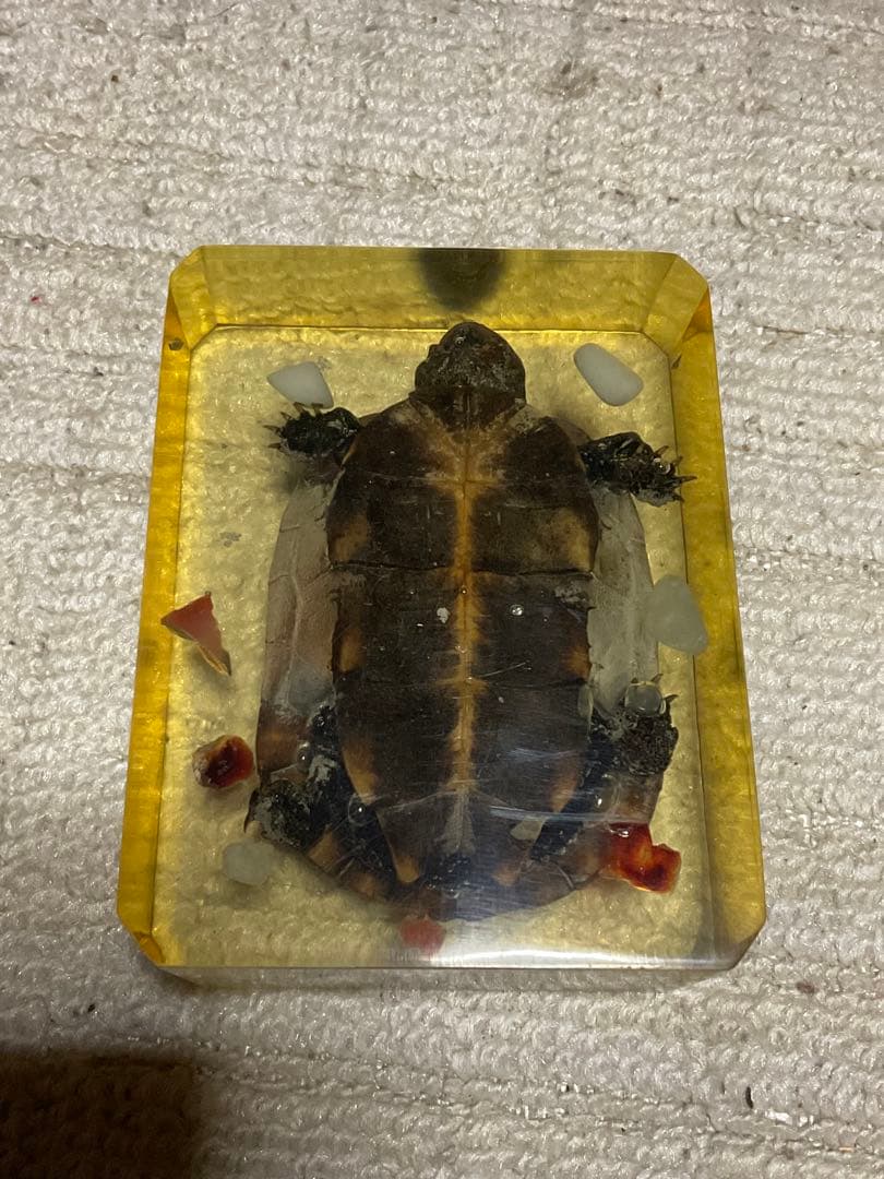 レジン亀／クサガメのレジン標本となります。【お土産品で購入した物です。】。