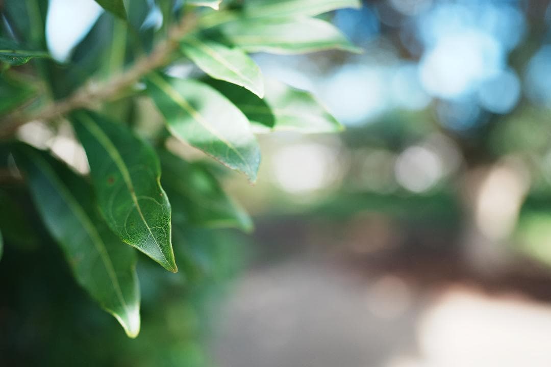 【撮影者厳選】家族の時間を映画のように SONY SEL24F14GM 未使用級