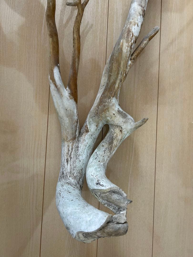 珊瑚　深海松 レインボーコーラル 原木 希少