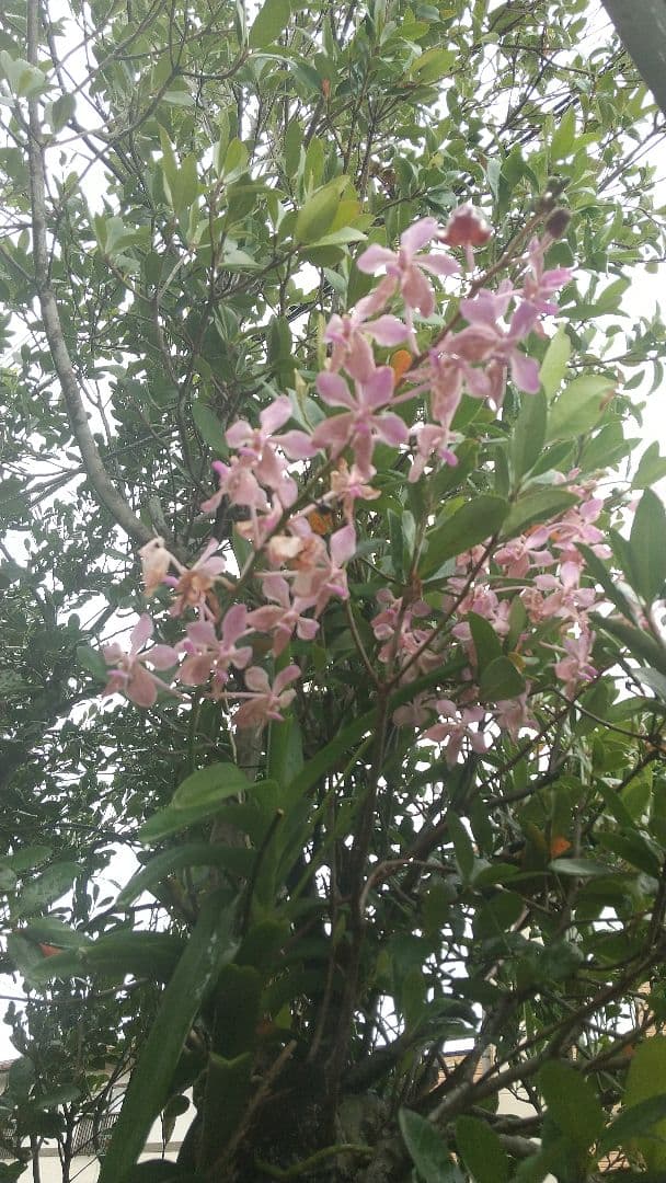 【李朝青磁】徳利