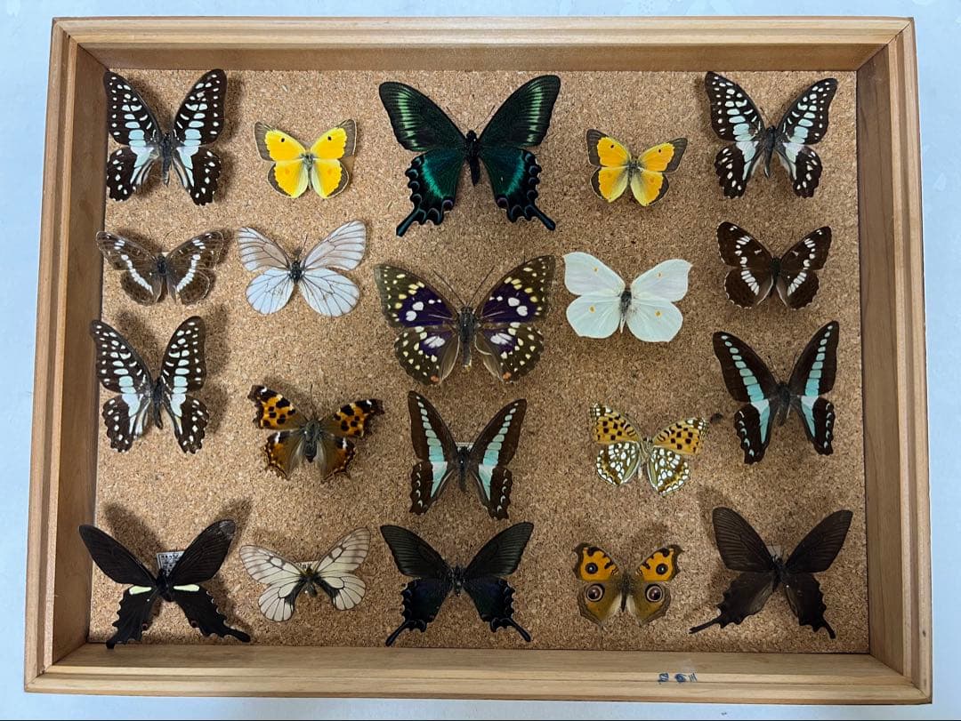 希少蝶の標本 ドイツ木製フレーム付き箱現状品のみ42x32x6cm