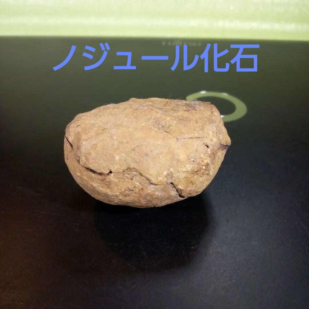 三葉虫　化石　fossil　海　ボリビア産　trilobite　レア　化石№⑩