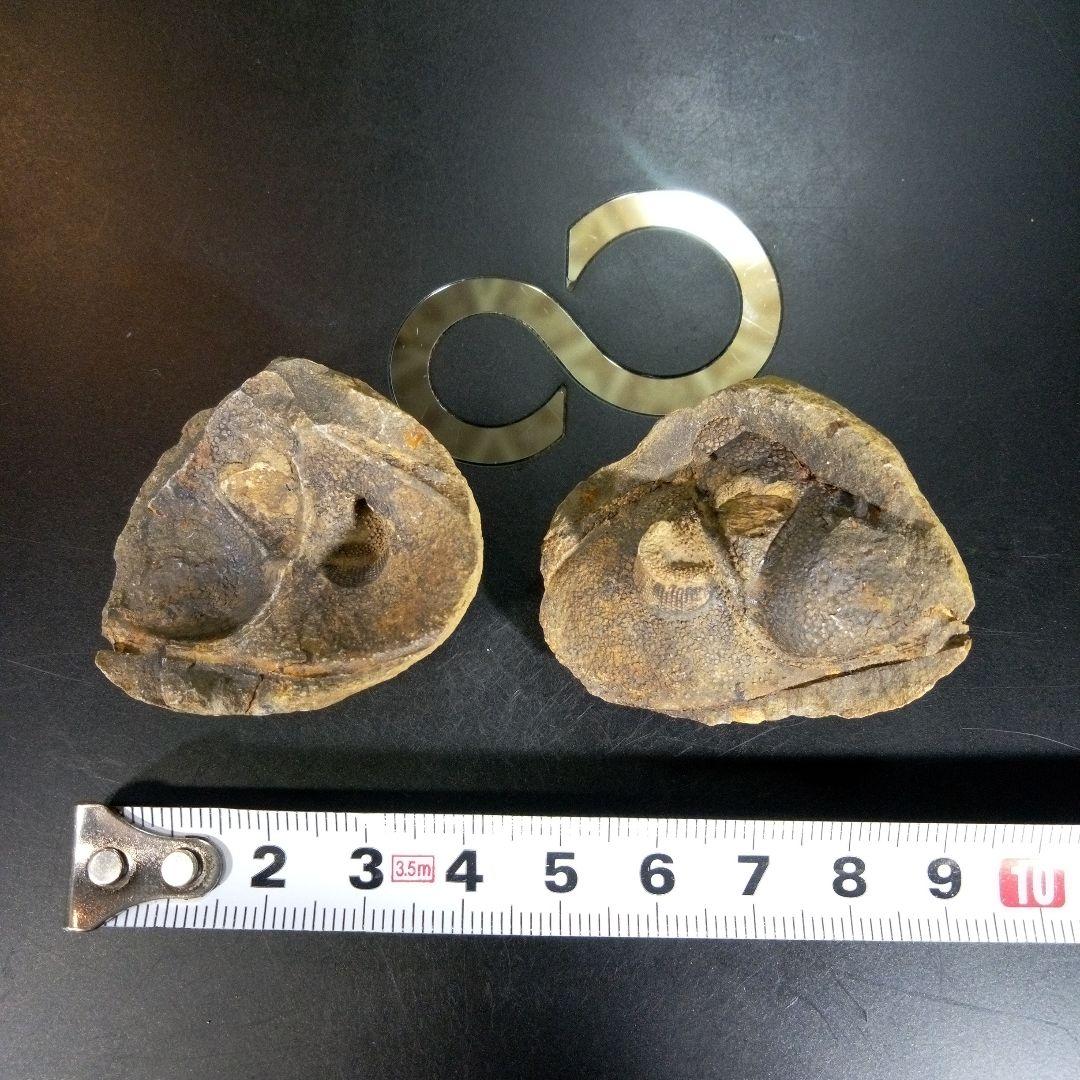 三葉虫　化石　fossil　海　ボリビア産　trilobite　レア　化石№⑩