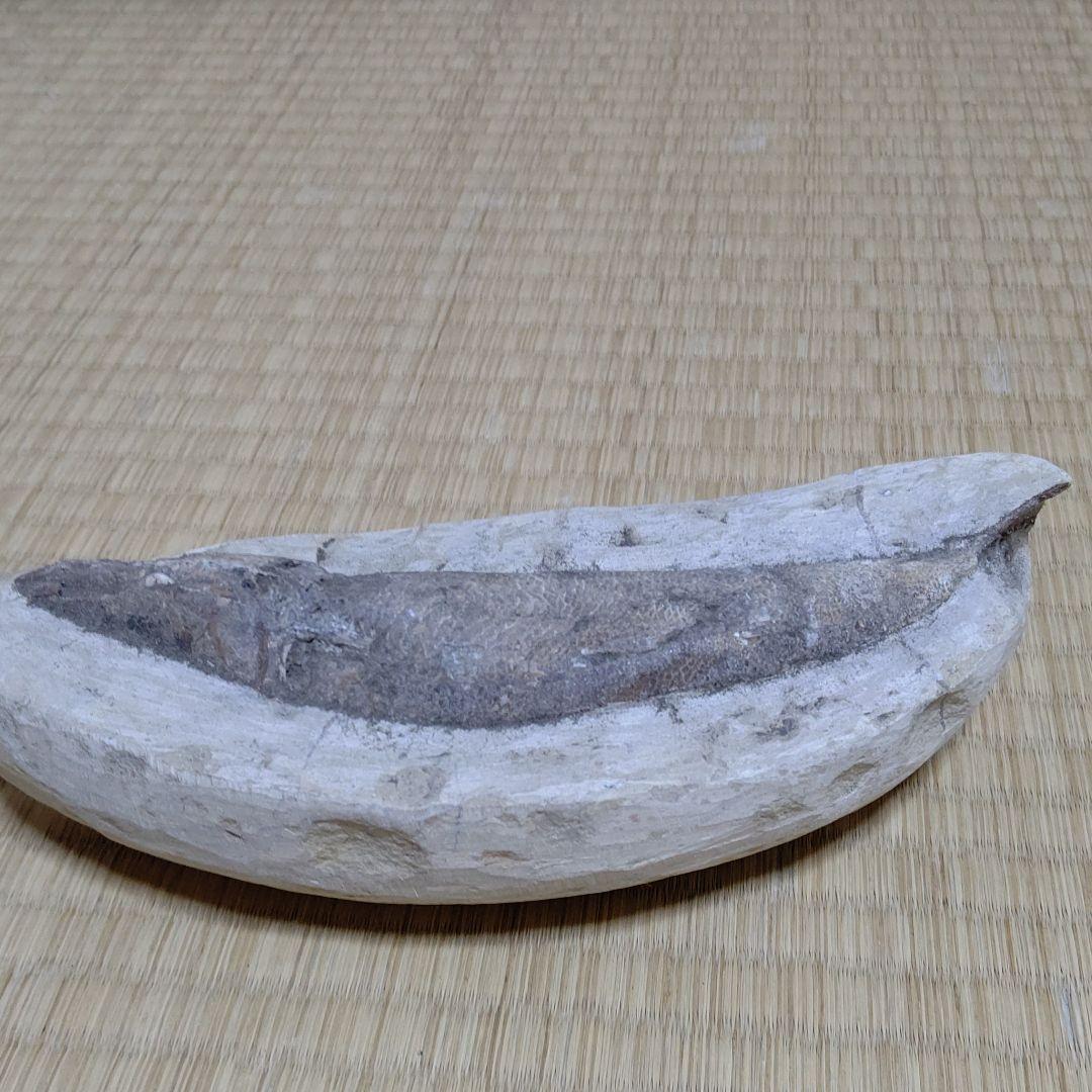 化石、恐竜超レア逸品化石、魚の化石、状態良し。ウロコしっかり有ります。