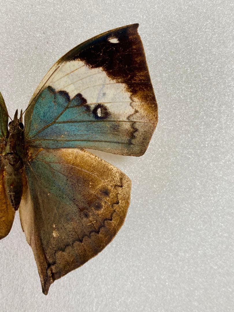 【珍品 現品限り】パラタイプ・コノハチョウ（1オス・タイ産）