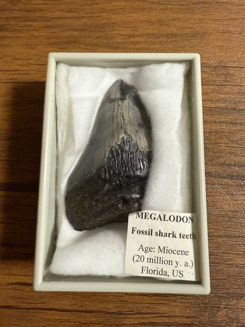 【本物】メガロドン 化石サメの歯