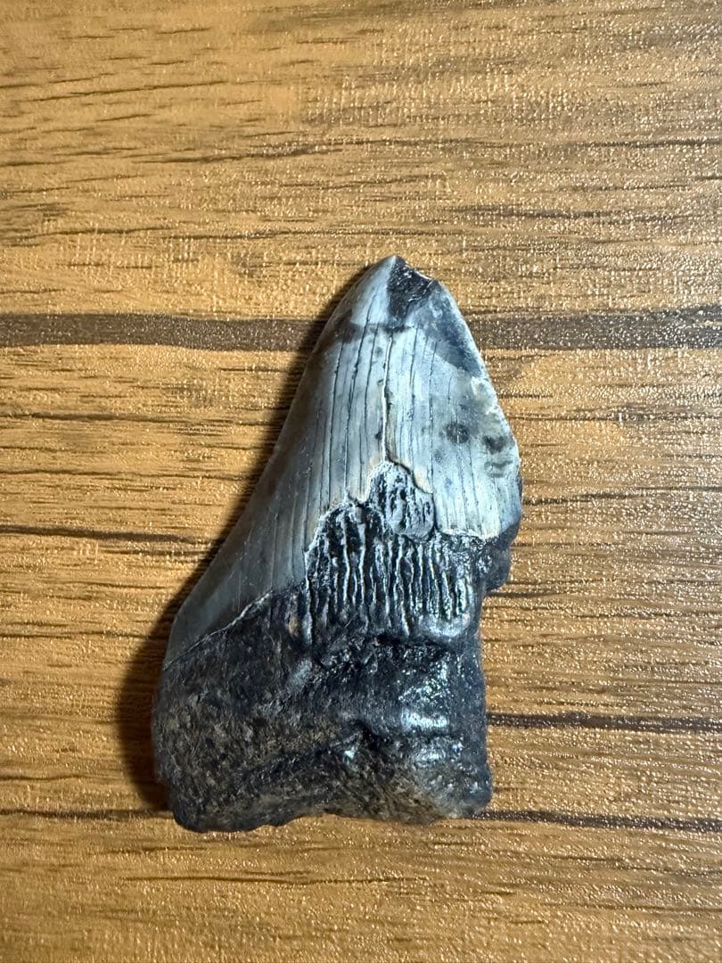 【本物】メガロドン 化石サメの歯