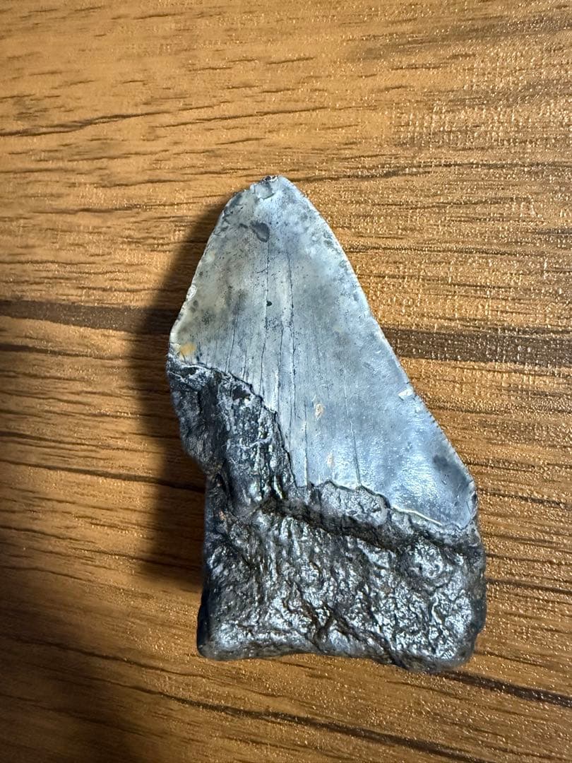 【本物】メガロドン 化石サメの歯