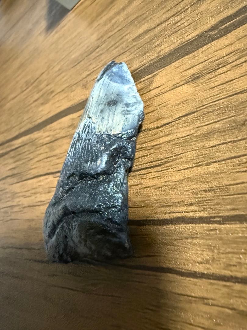 【本物】メガロドン 化石サメの歯