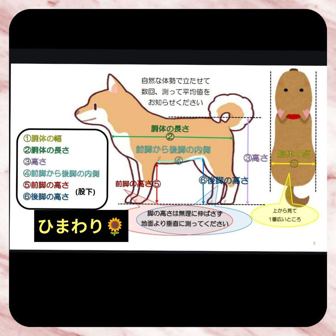トイプードル4輪　リハビリ　食事補助　犬用車椅子　介護用品　犬の歩行器