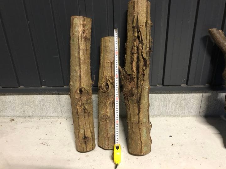 てるあびぶさん限定   コナラ クリ  昆虫用 とまり木