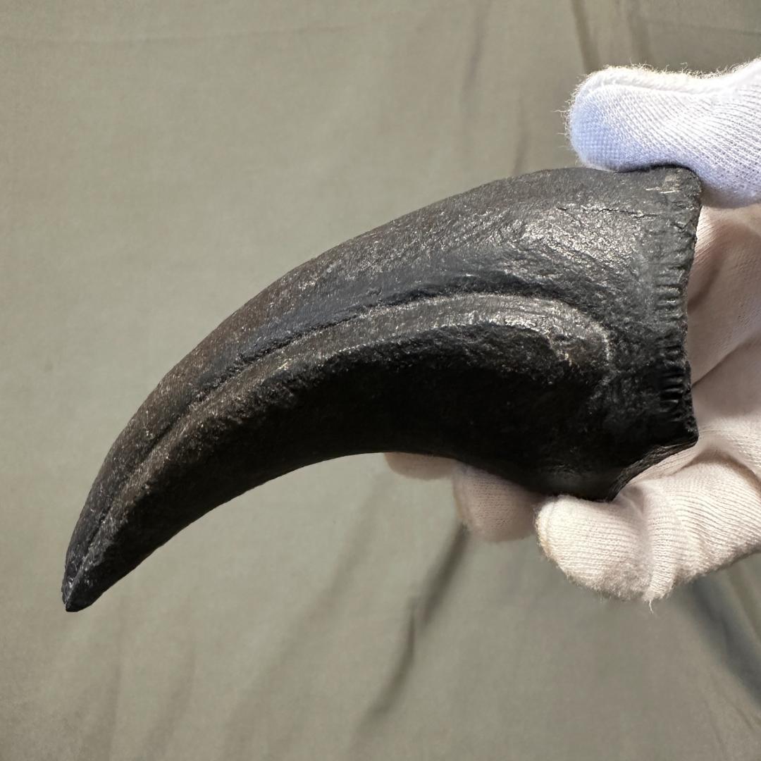 カルカロドントサウルス フットクロウ かぎ爪 化石 肉食恐竜 獣脚類 1515