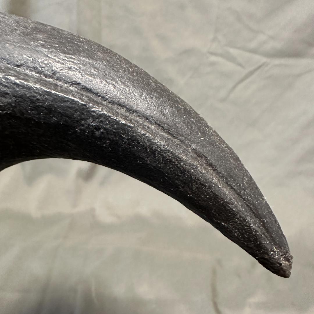 カルカロドントサウルス フットクロウ かぎ爪 化石 肉食恐竜 獣脚類 1515