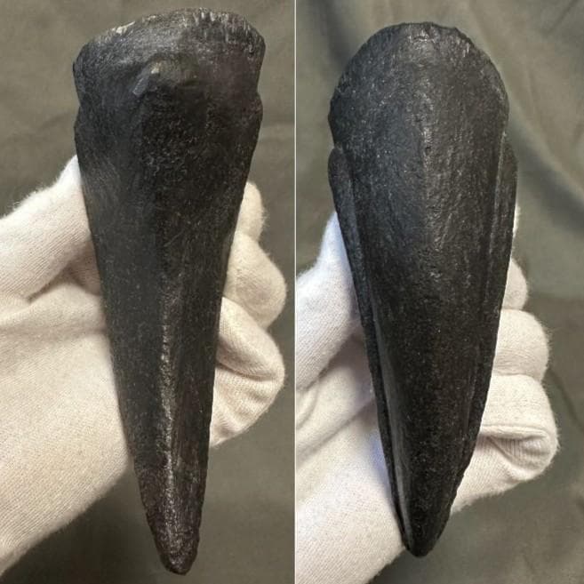 カルカロドントサウルス フットクロウ かぎ爪 化石 肉食恐竜 獣脚類 1515