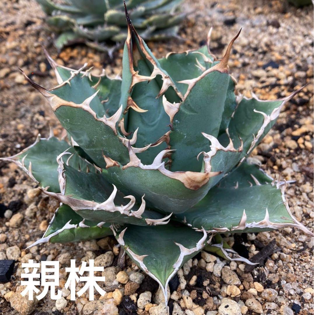 植物育成ライト AMATERAS（アマテラス）20W