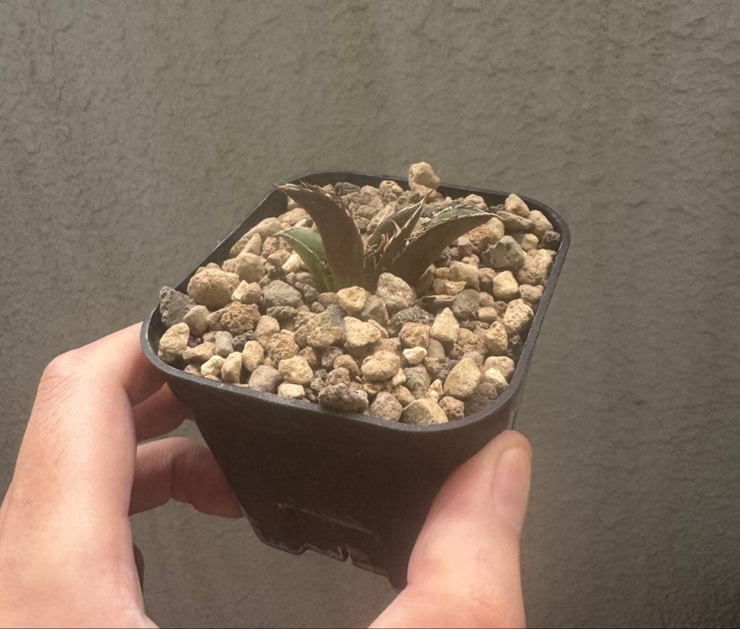 植物育成ライト AMATERAS（アマテラス）20W