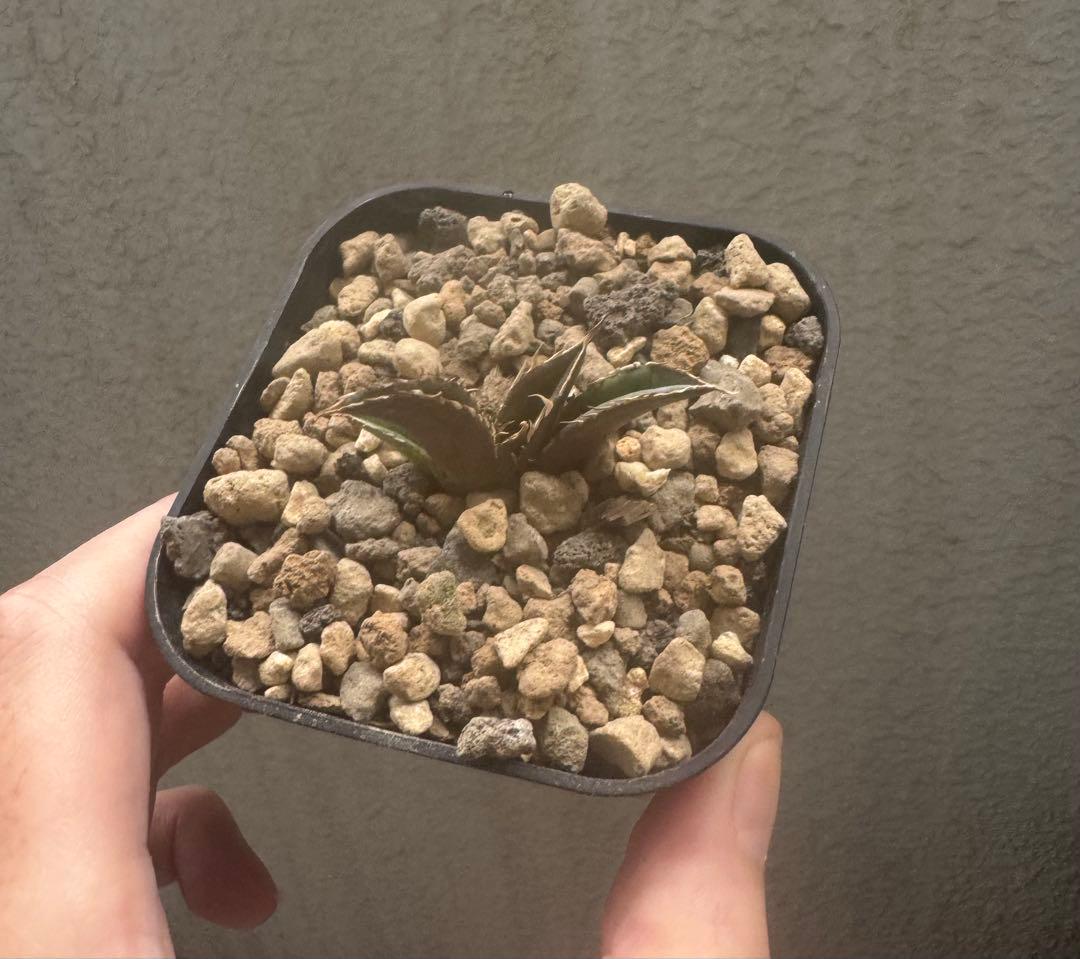 植物育成ライト AMATERAS（アマテラス）20W