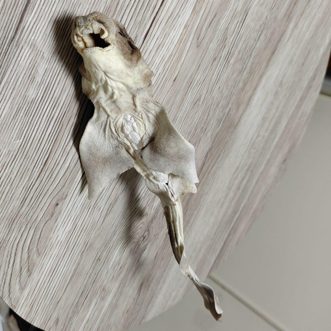 ネコザメ乾燥標本