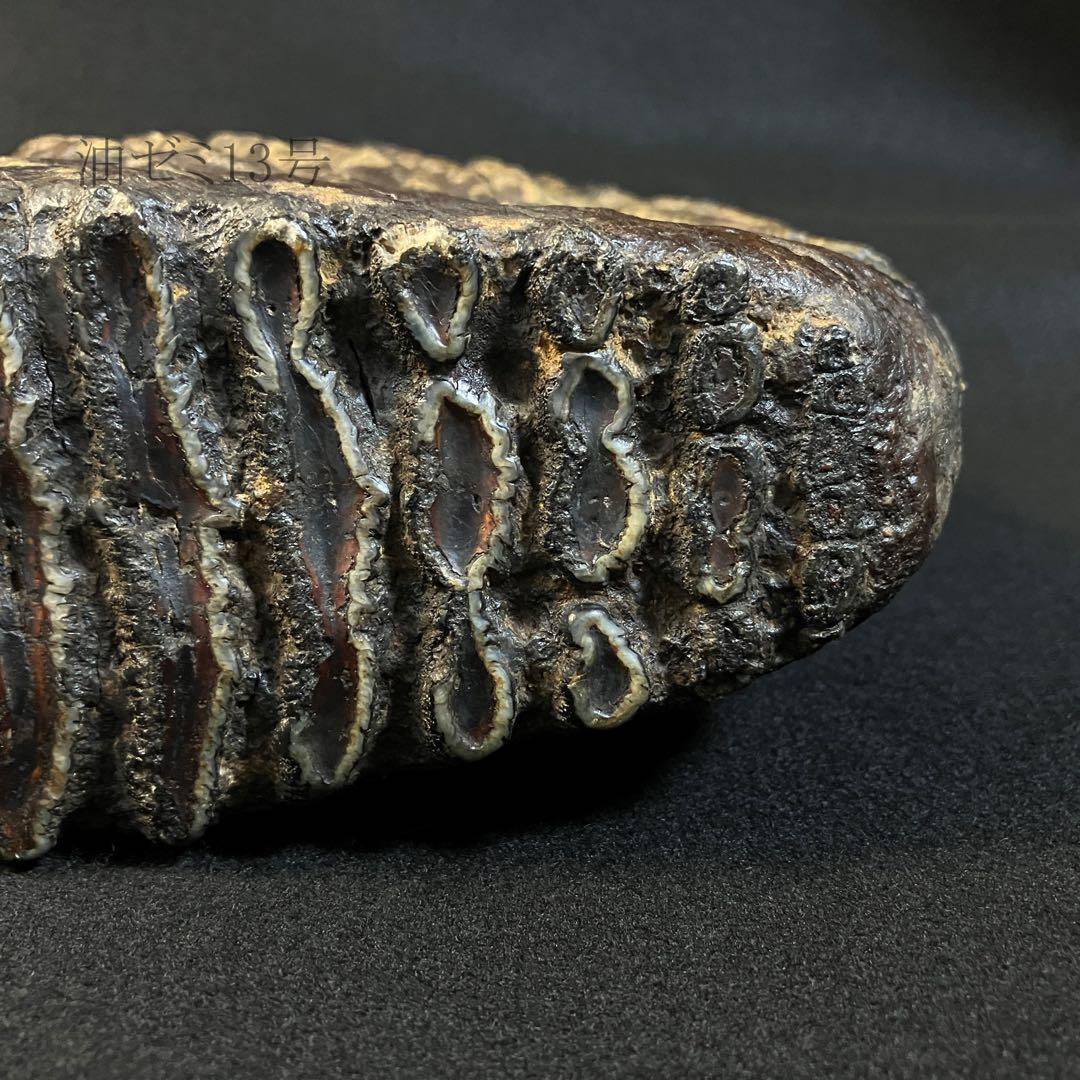 ナウマンゾウ　臼歯　化石