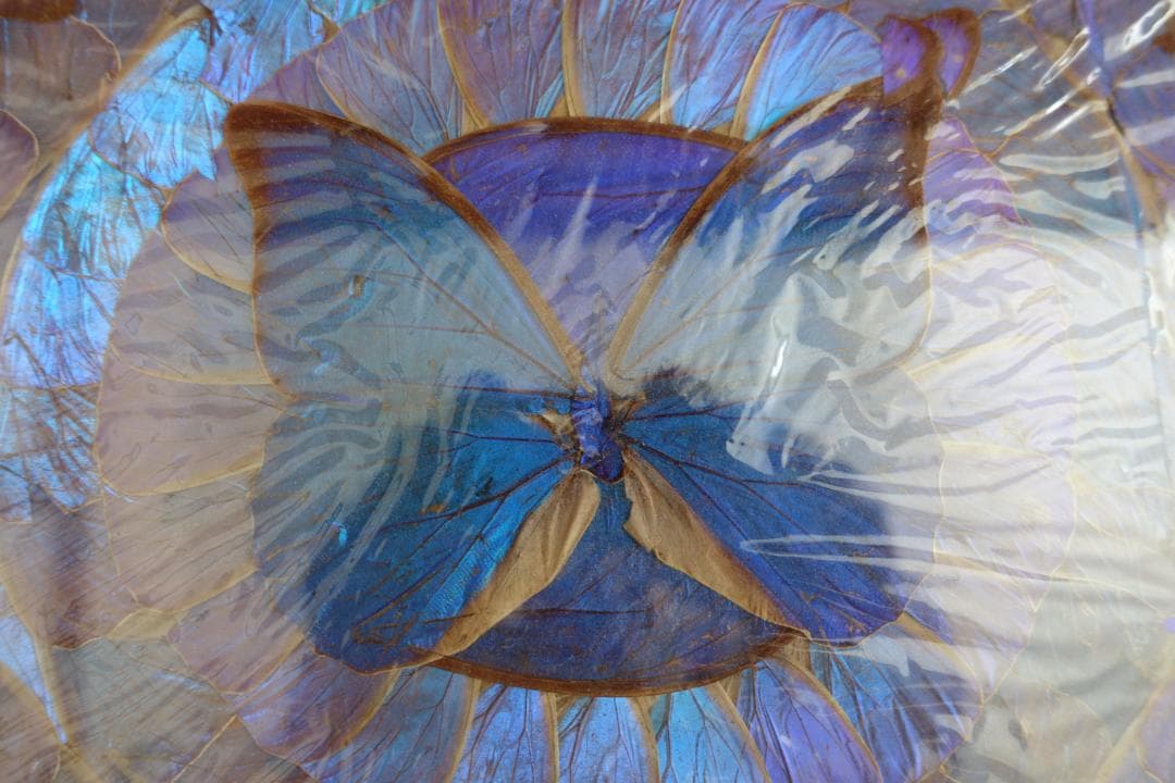 244　蝶羽画　希少 レア 羽根細工 モルフォ蝶 羽アートパネル