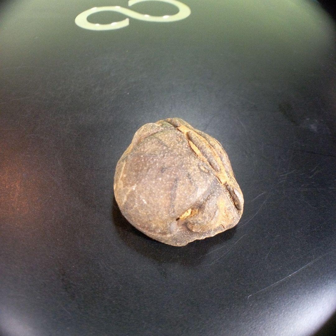 三葉虫　南米産　化石　fossil　ボリビア産　trilobite　南米化石郡④