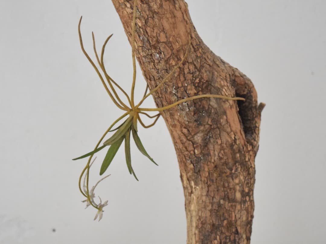 モリソン小林 morison kobayashi 金属のフウラン風蘭 オブジェ