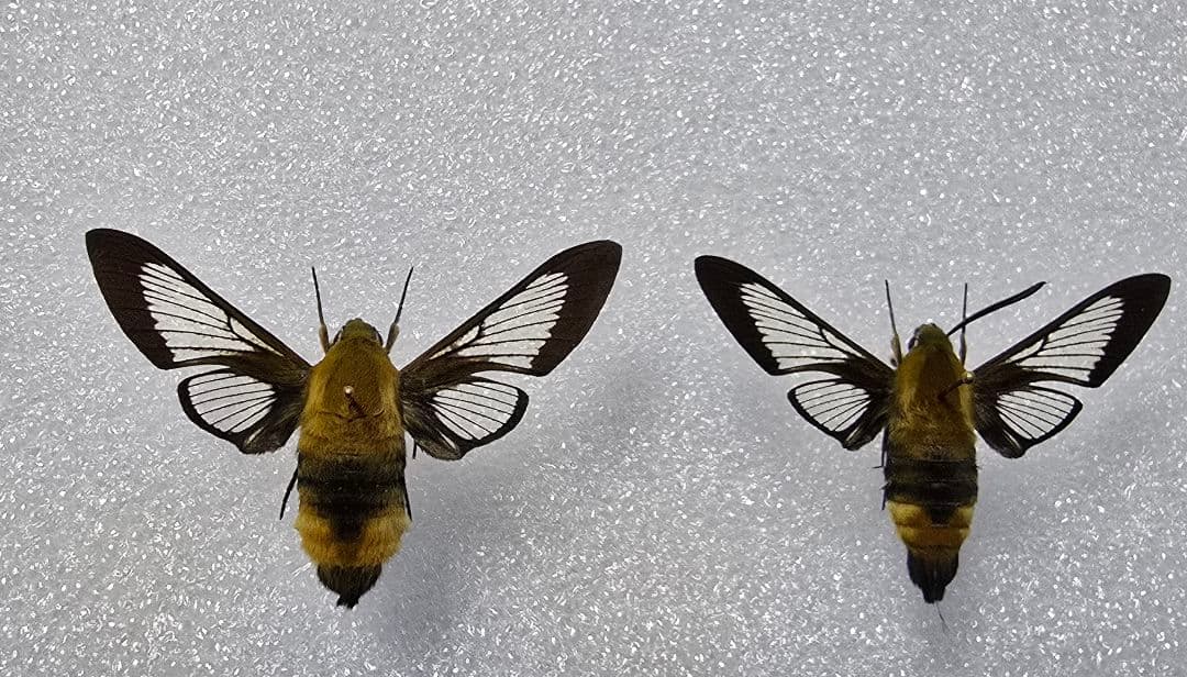 ヨーロッパ産 スキバホウジャク ペア Hemaris ottonis