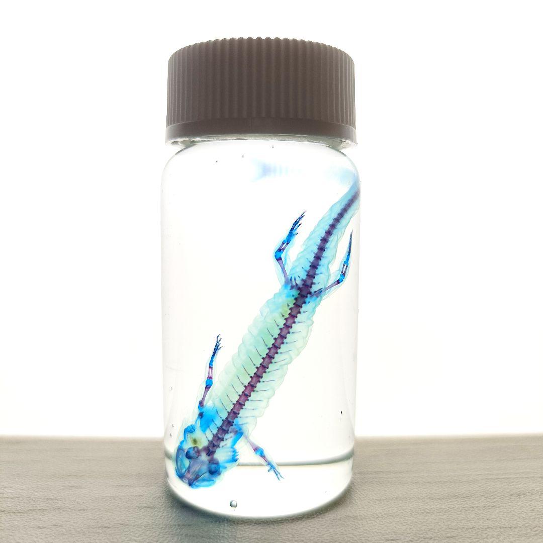 【1点物】極美品☆極希少 透明骨格標本 ハコネサンショウウオ 幼体 約50mm